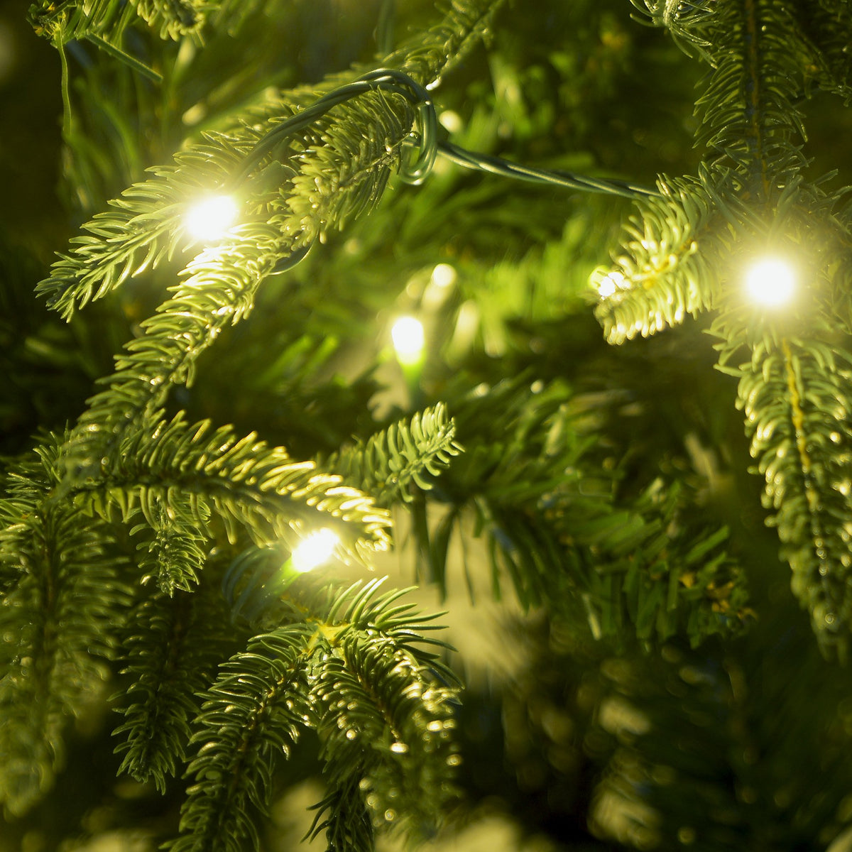 Close-up of green Christmas tree needles with warm glowing LED lights
