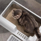 White cat litter box with ramp and perforated panel, gray cat resting on litter