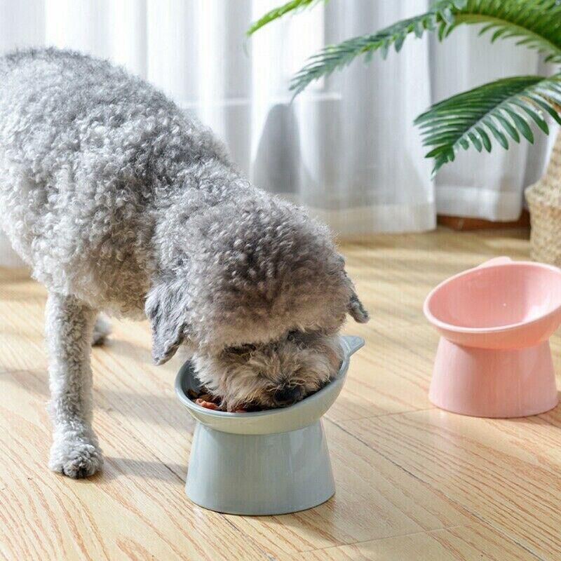 Light blue elevated tilted pet bowl with pet eating from the tilted bowl