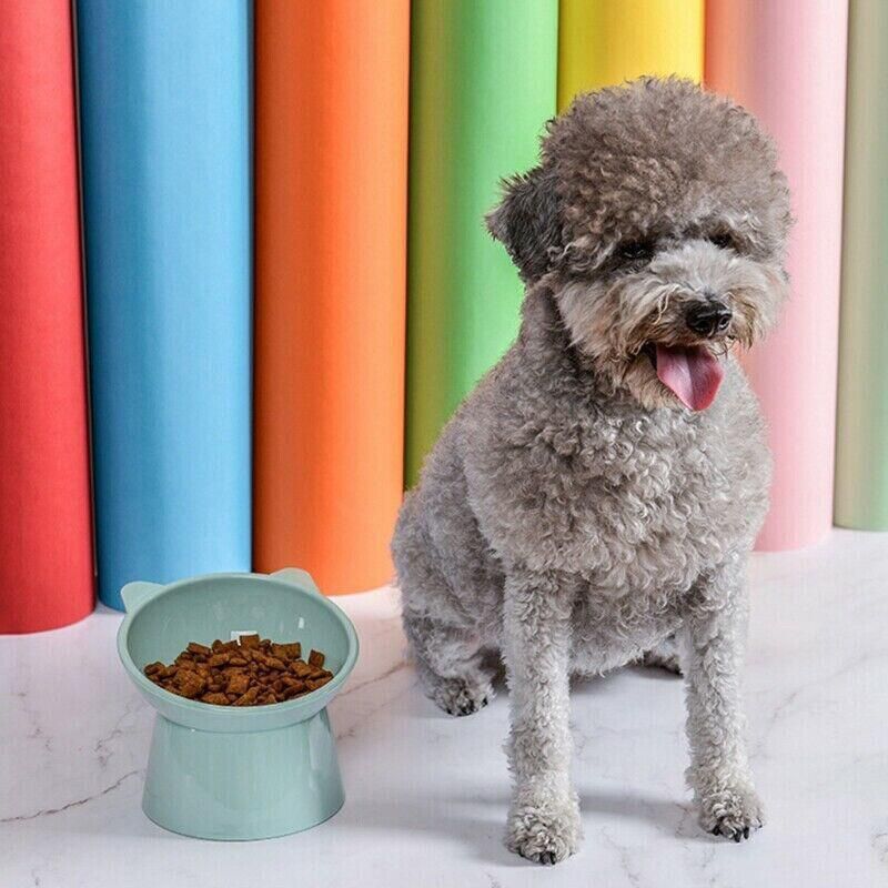 Light blue elevated tilted pet bowl with a small dog sitting beside it