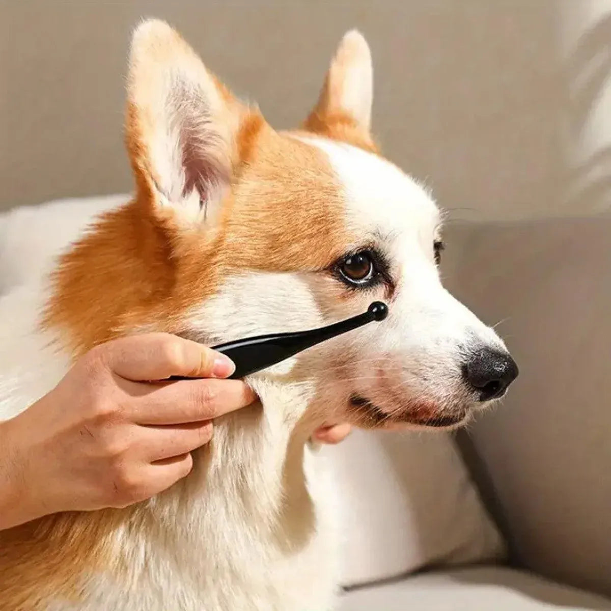Pet tear stain remover brush with black handle held near dog's face