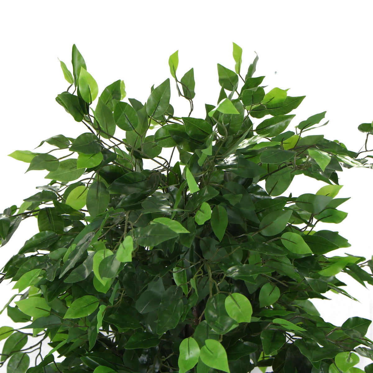 Artificial ficus tree close-up of glossy green leaf clusters