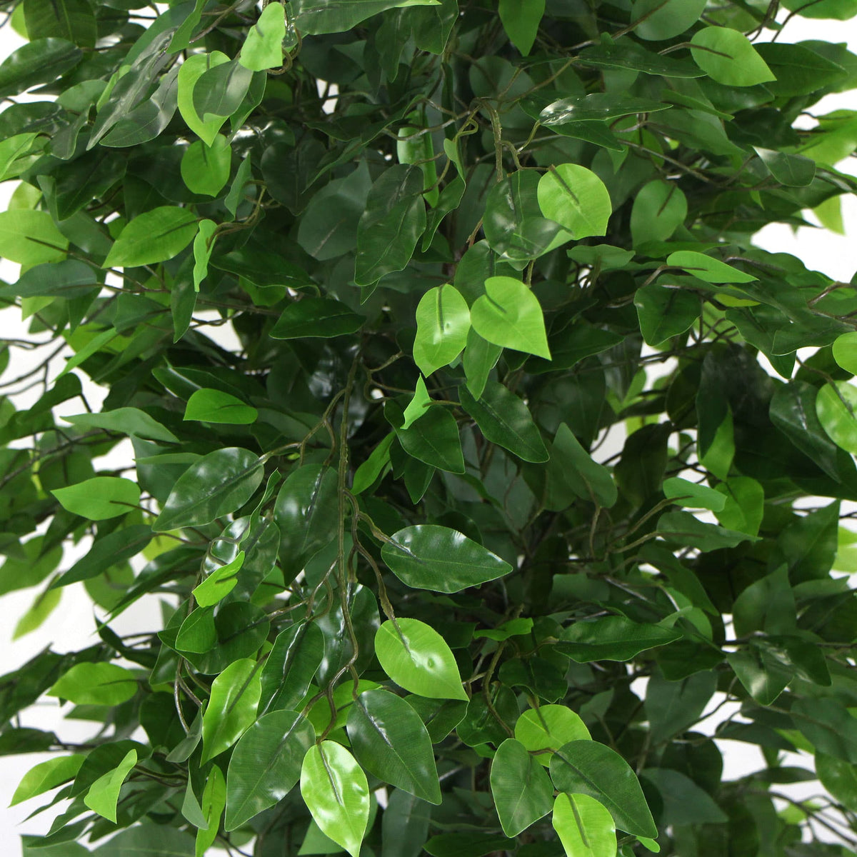 Artificial ficus tree branch covered in many glossy green leaves
